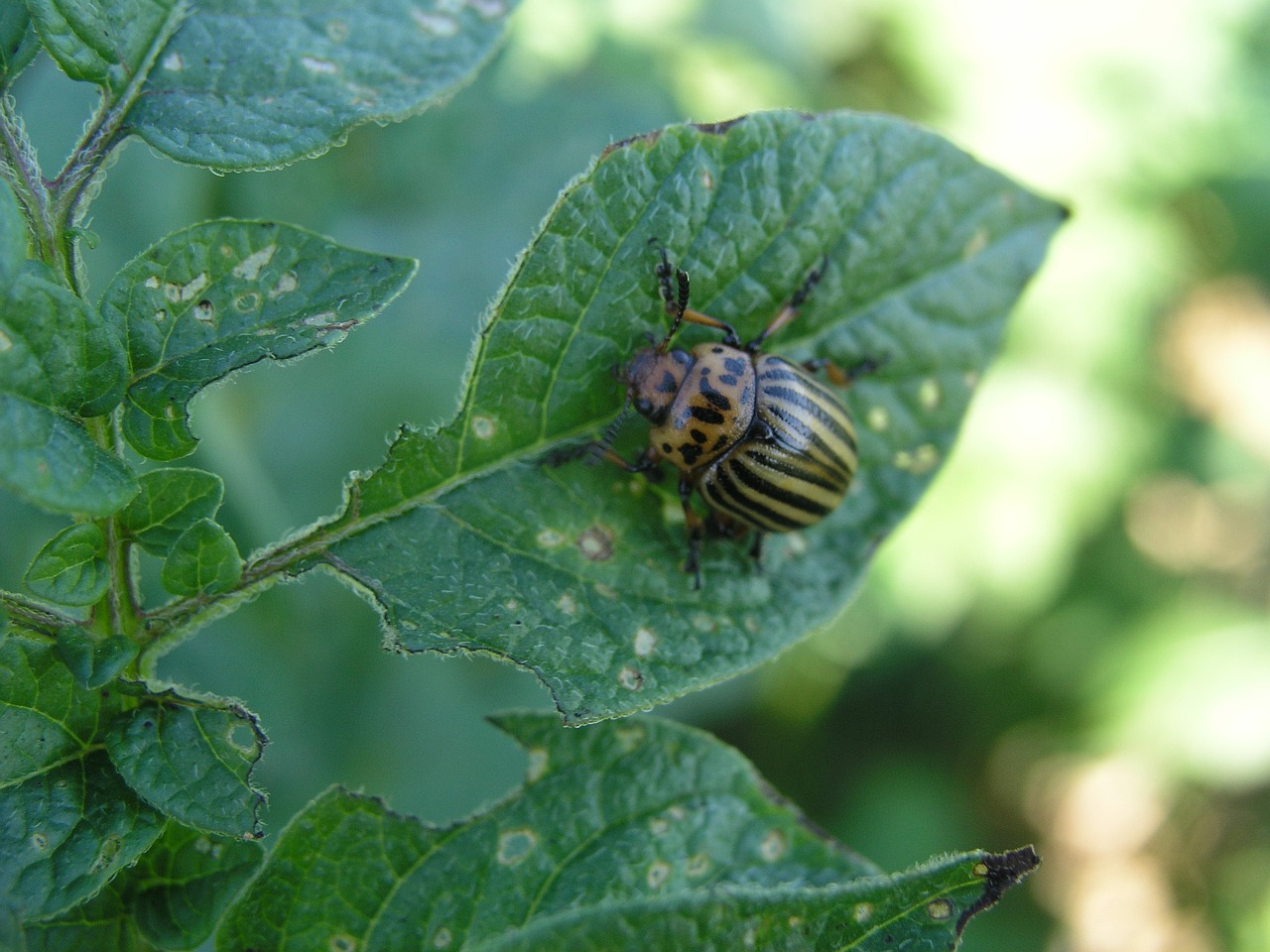 insect potato colorado free photo