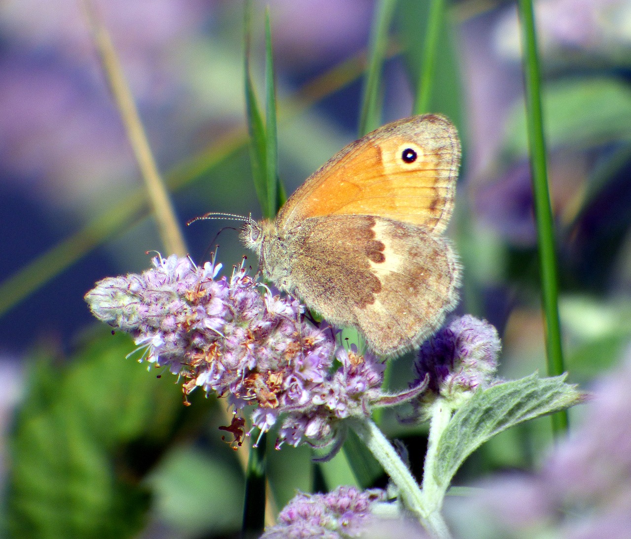 insect butterfly wings free photo