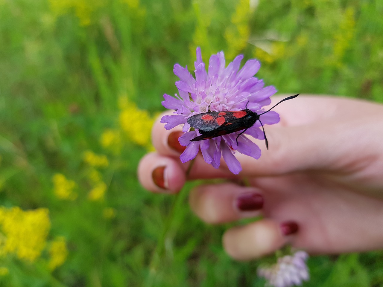 insect red black free photo