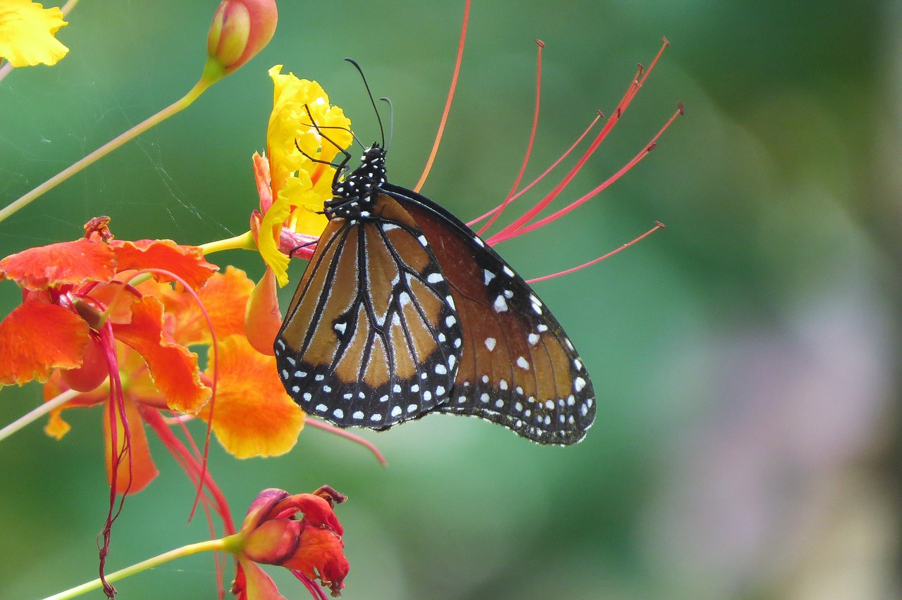 insect butterfly orange flower free photo