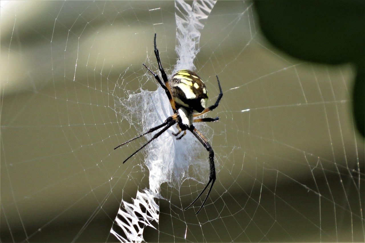 insect spider colorful free photo