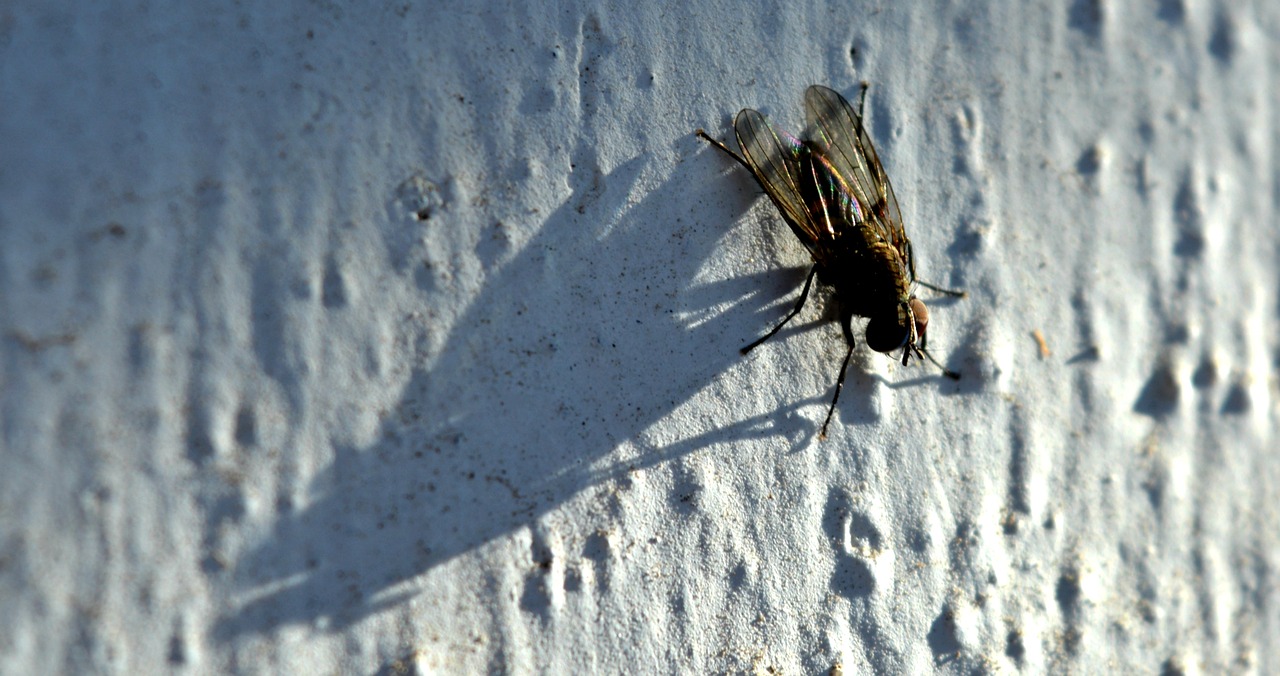 insect flying wings free photo