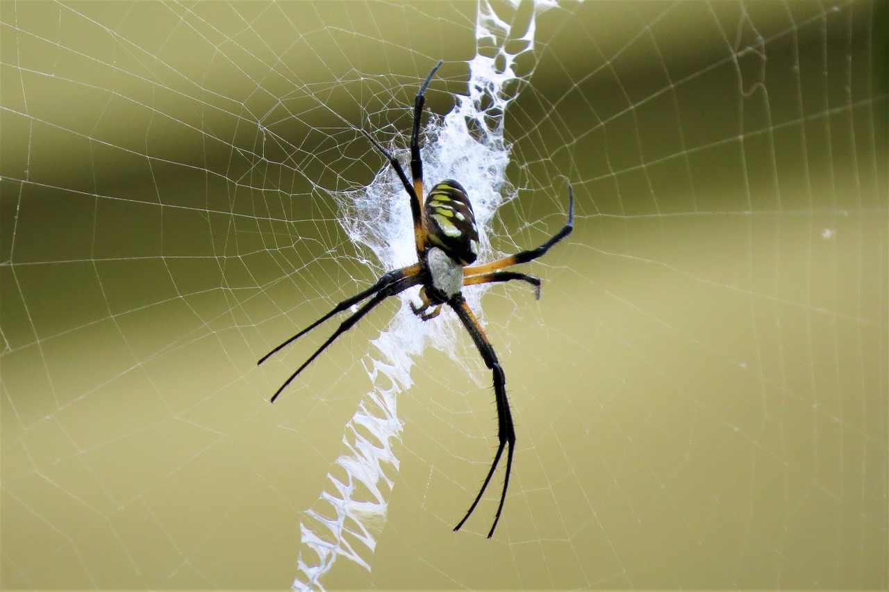 insect spider web free photo