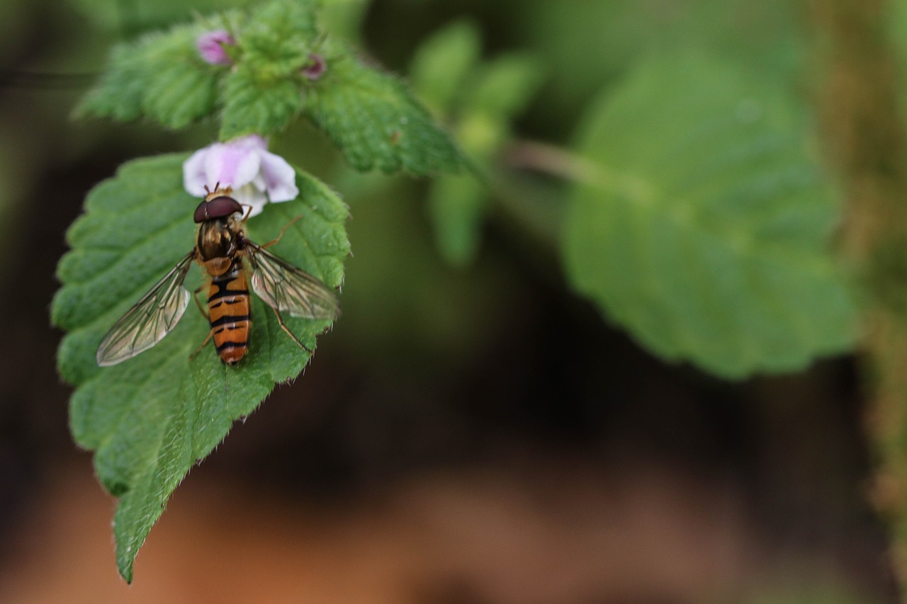 insect leaf plant free photo