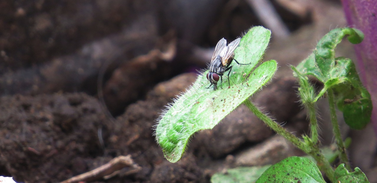 insect flying fly free photo