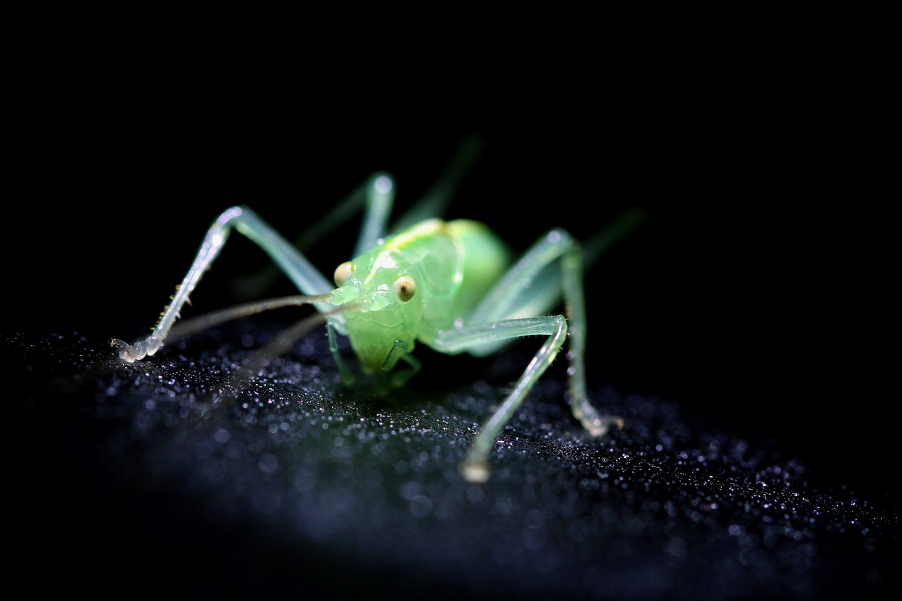 insect green cricket free photo