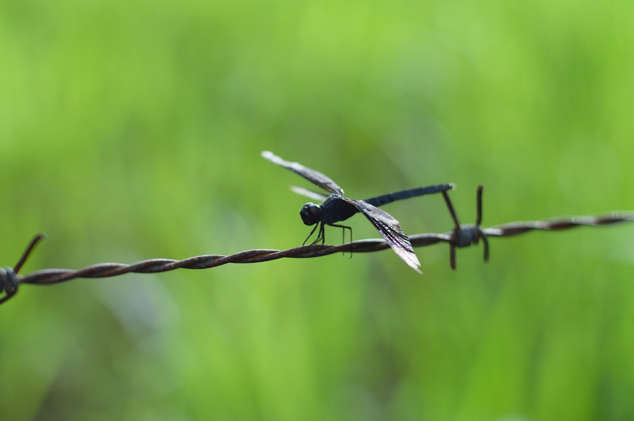 insect dragonfly animal free photo