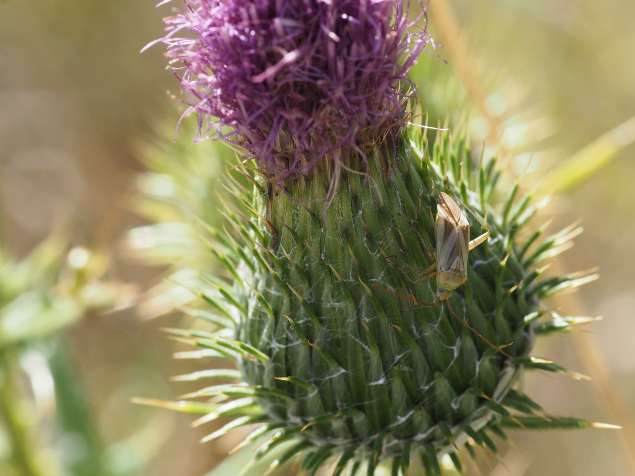 insect flower nature free photo