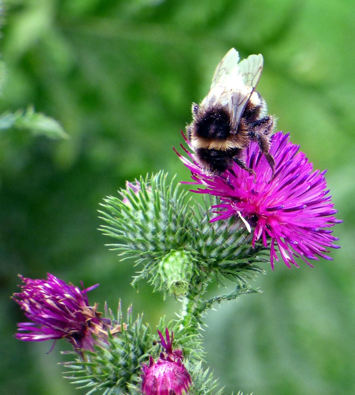 insect foragers macro free photo