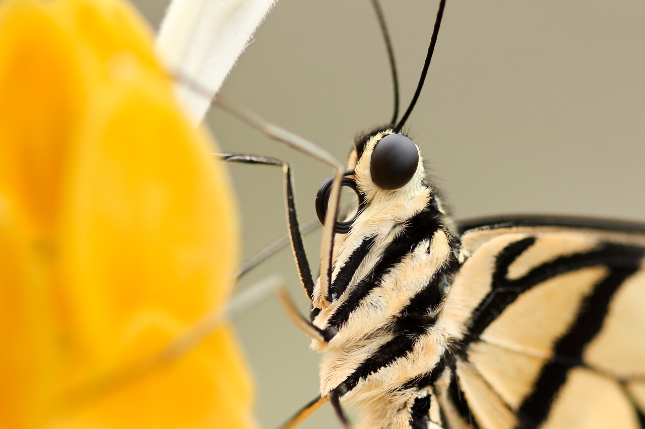 insect butterfly closeup free photo