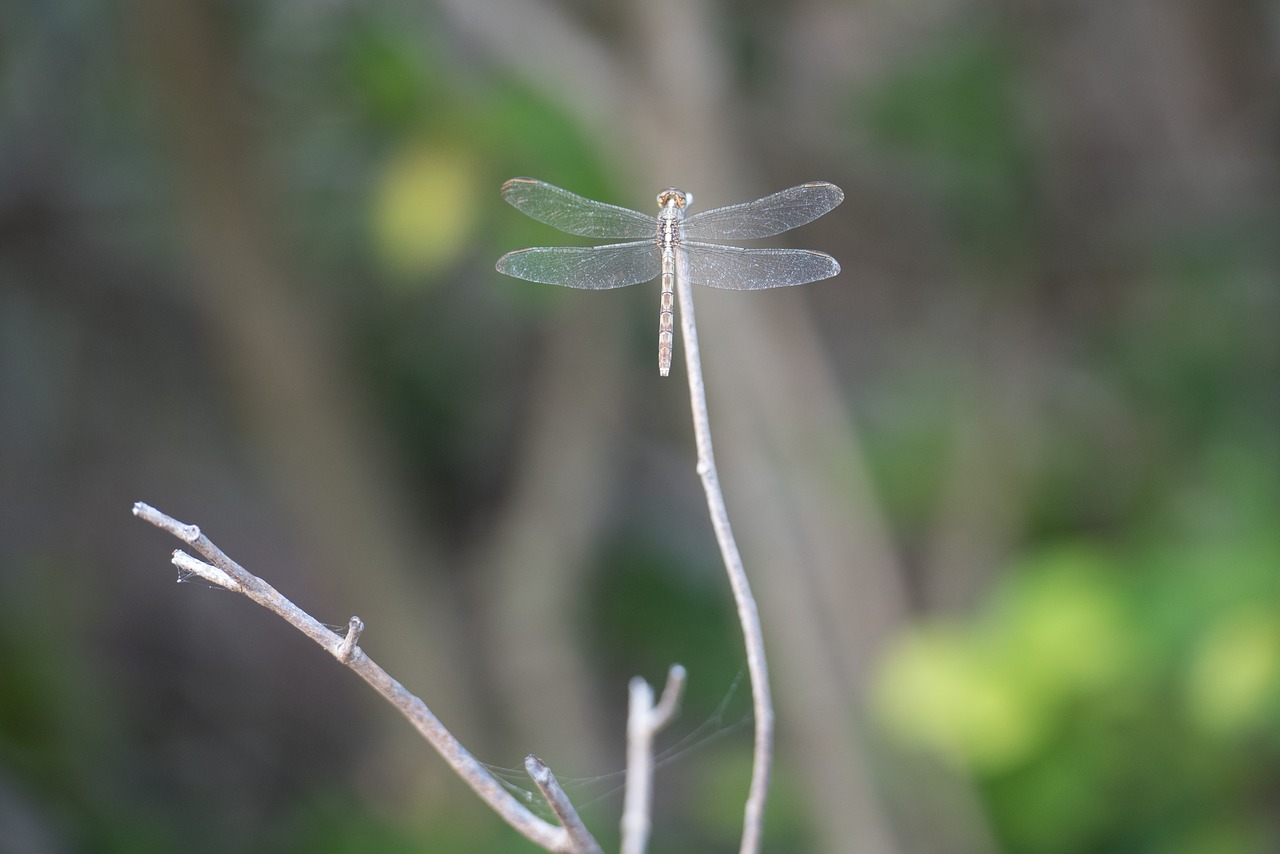 insect dragonfly leaves free photo