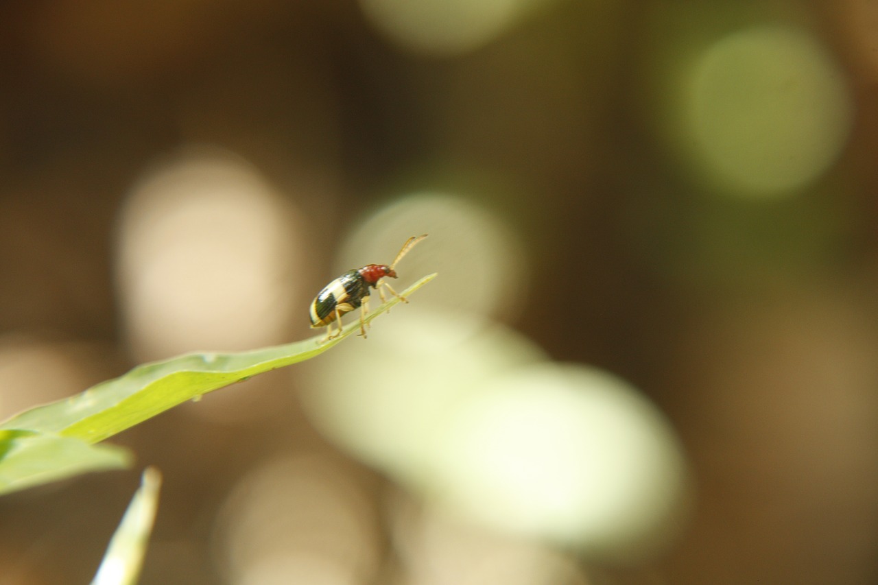 insect macro nature free photo