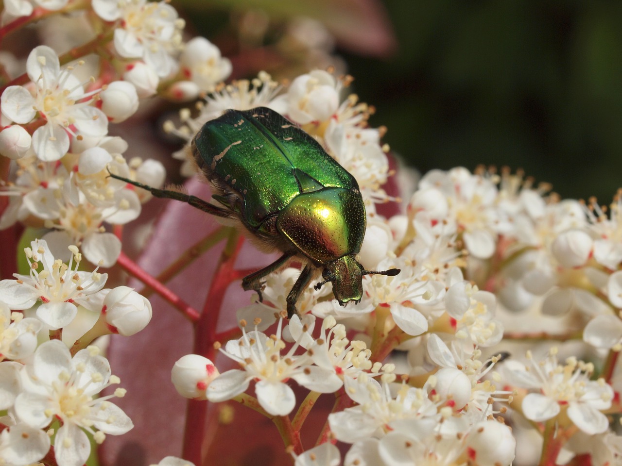 insect nature macro free photo