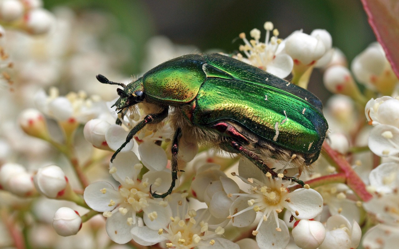 insect nature macro free photo