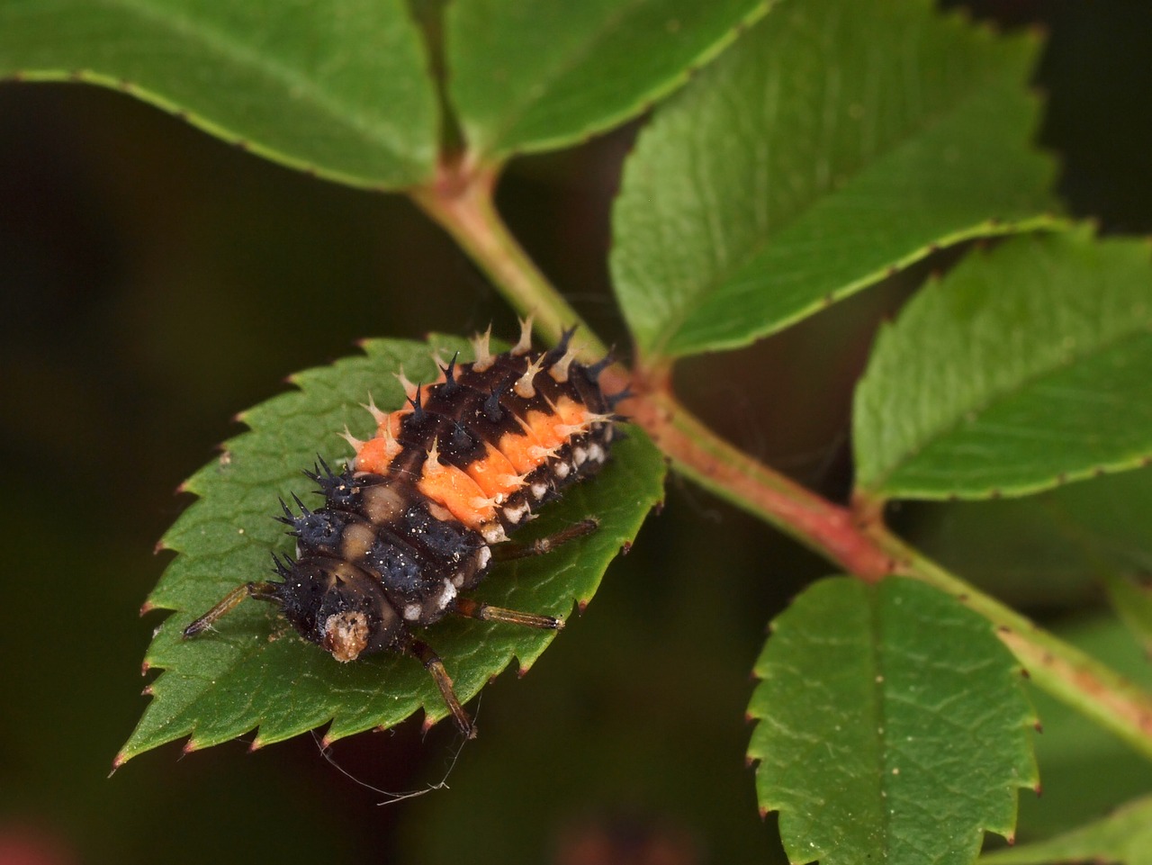 insect nature macro free photo