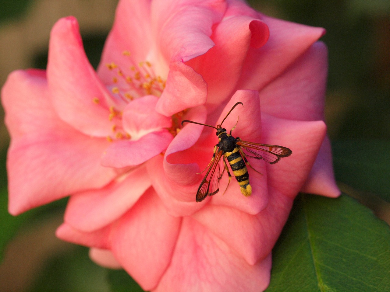 insect pink macro free photo