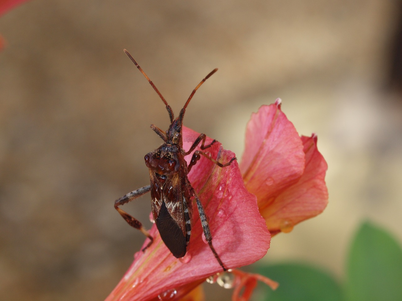 insect macro nature free photo