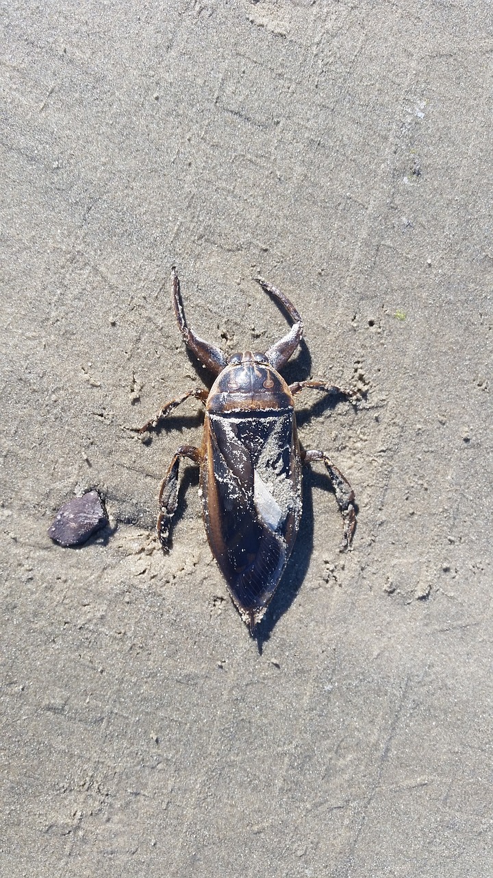 insect sand beach free photo