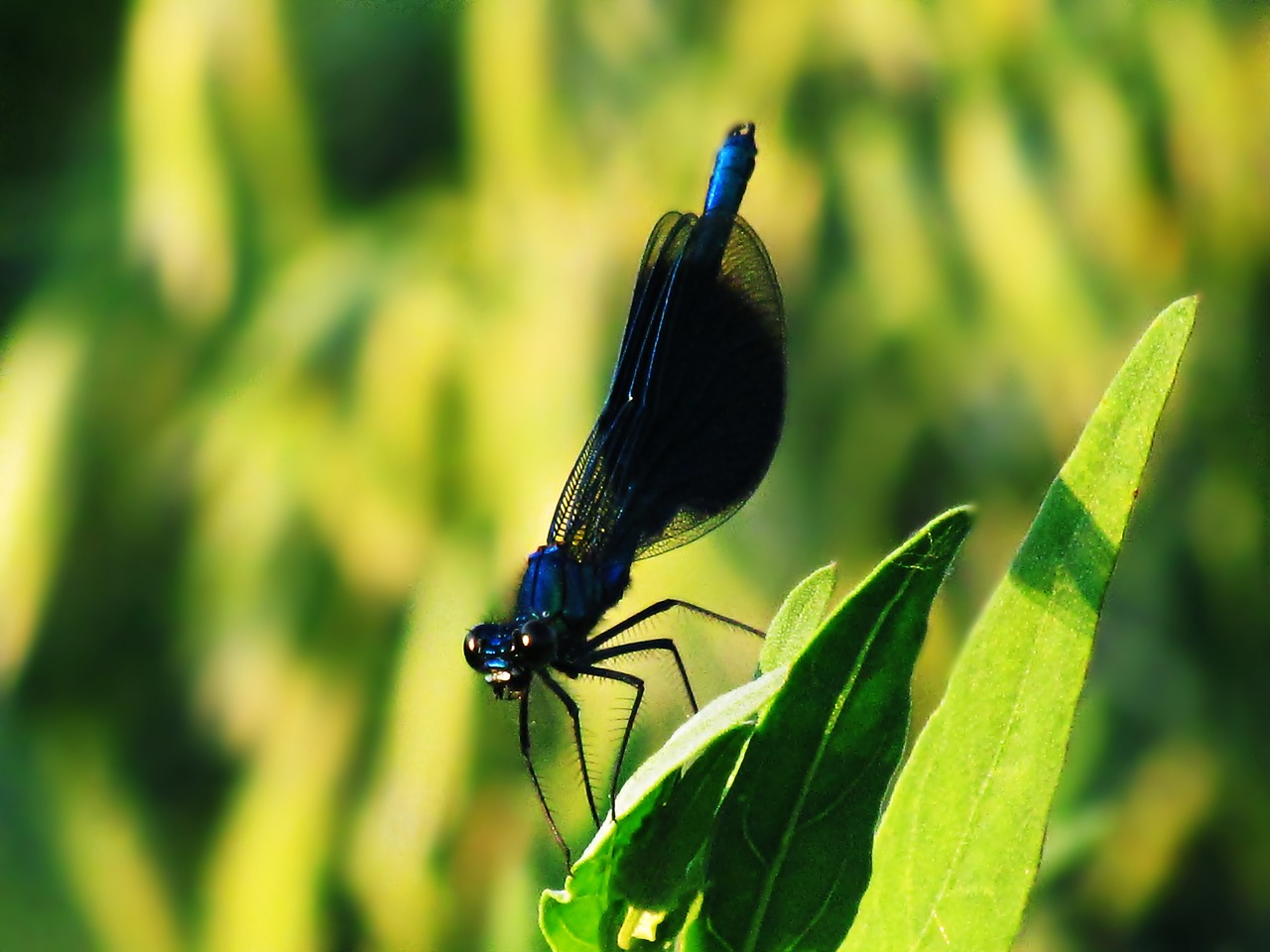 insect ważka dragonfly greens free photo