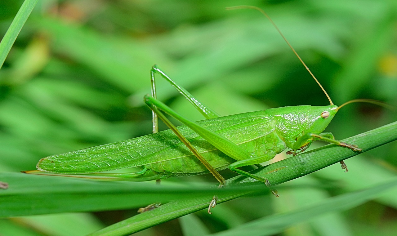 insect grasshopper antenna free photo