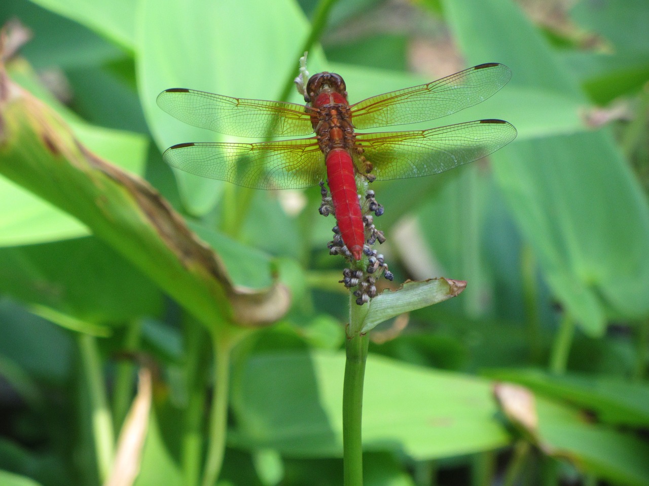 insect red dragonfly free photo