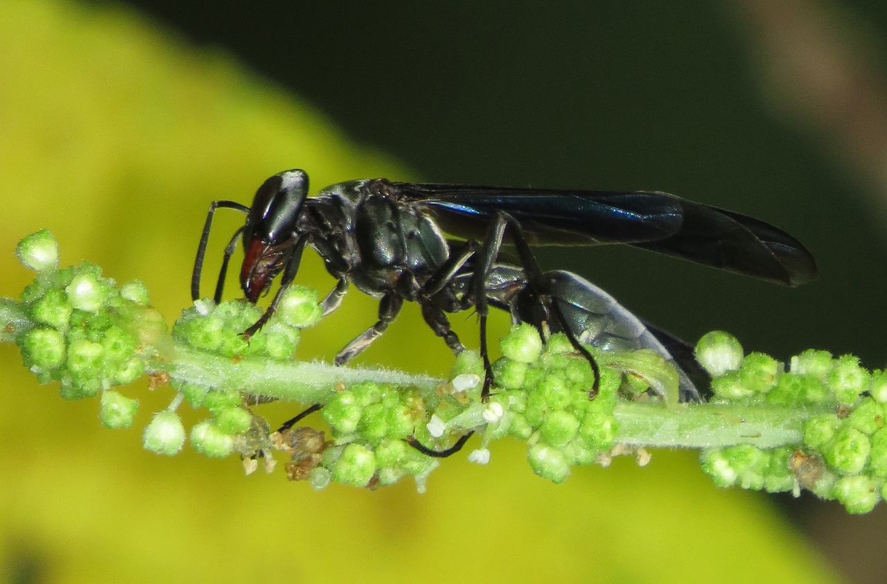 insect nature wasp free photo