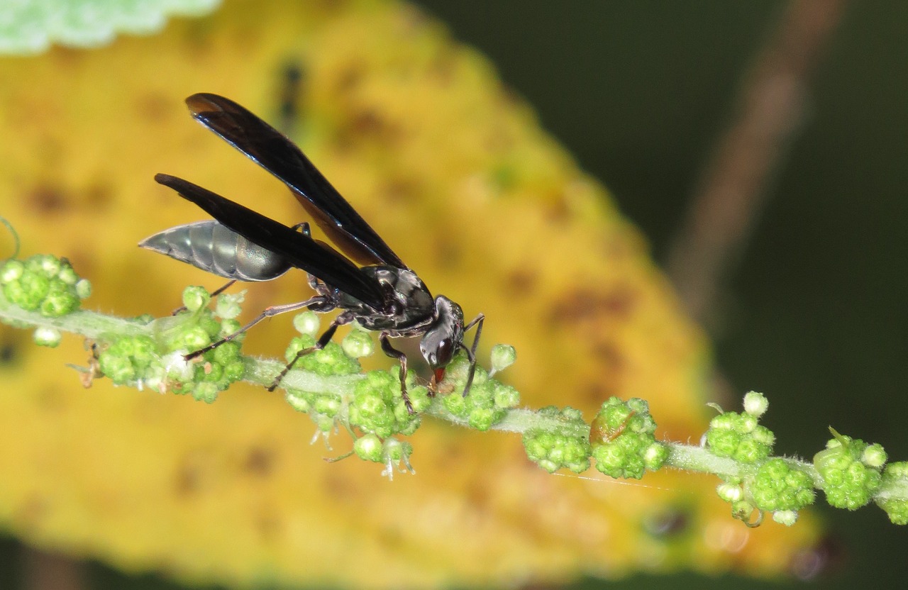 insect wasp macro free photo