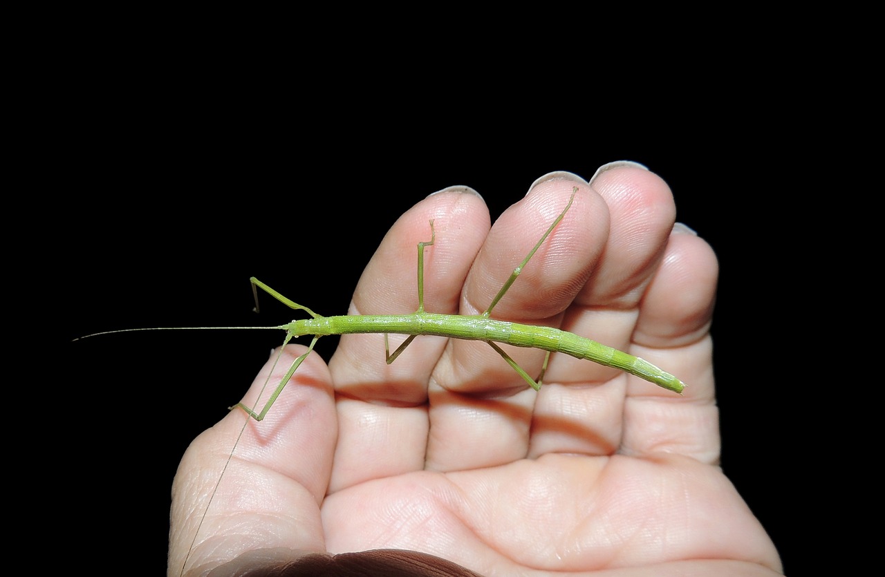 insect nature stick insect free photo