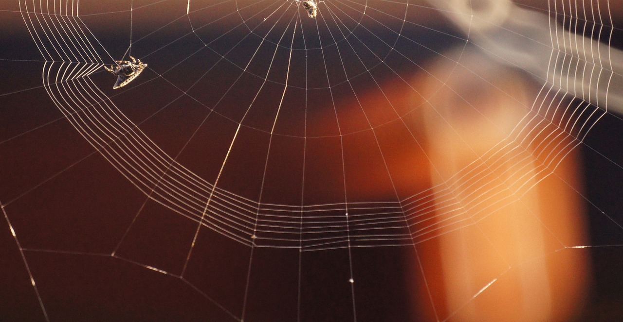 insect spider weaving web free photo