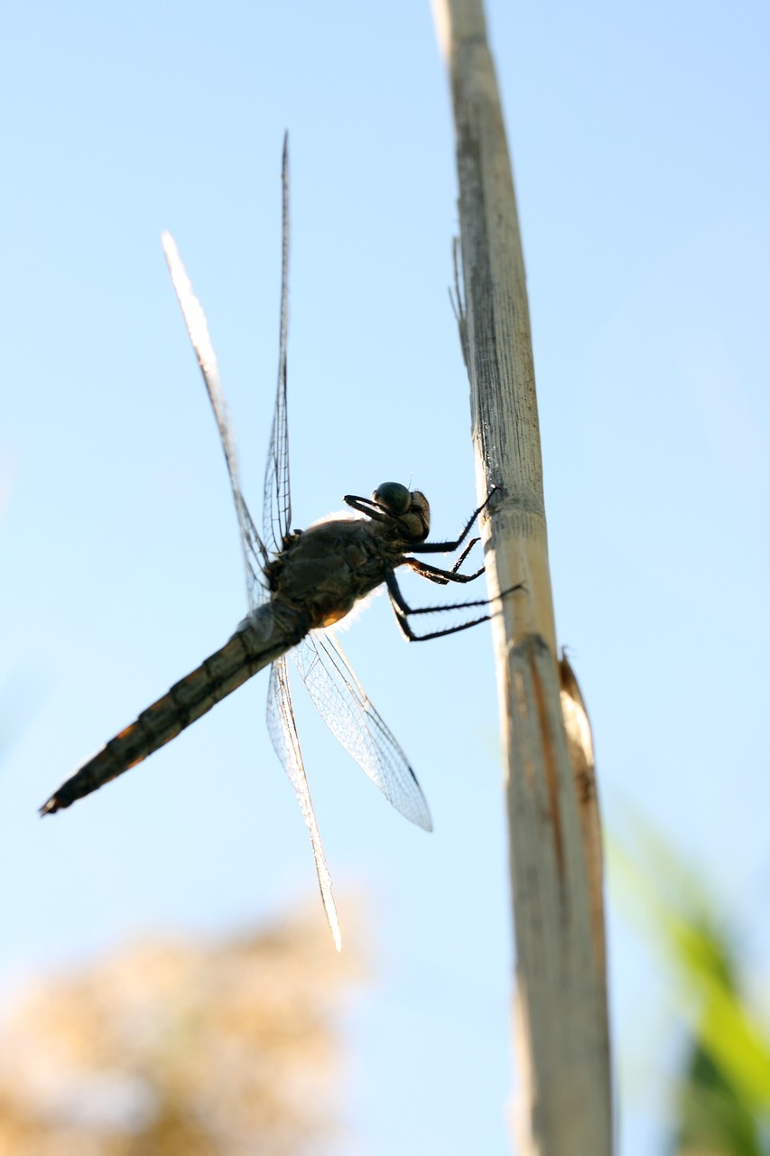 insect wing fly free photo