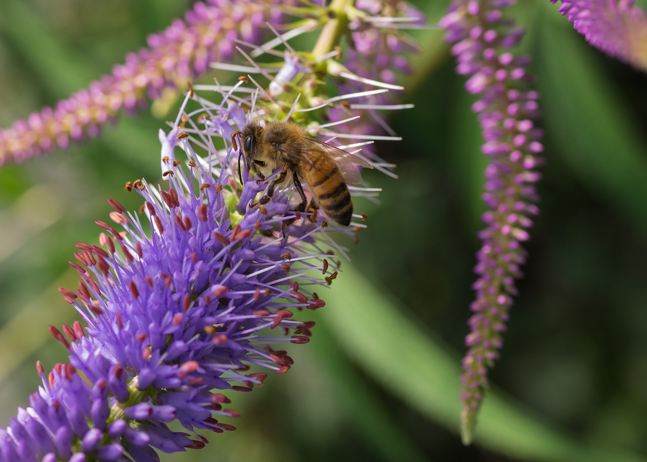 insect bee flower free photo