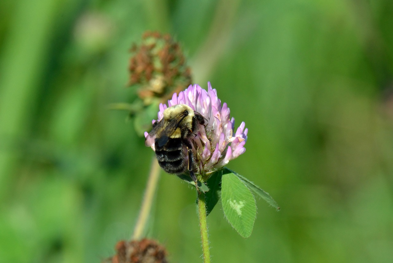 insect bumblebee flower free photo