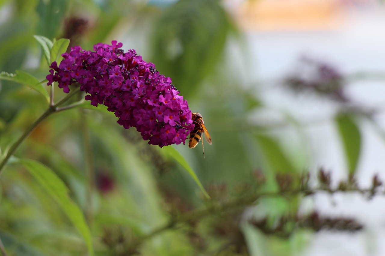 insect blossom bloom free photo