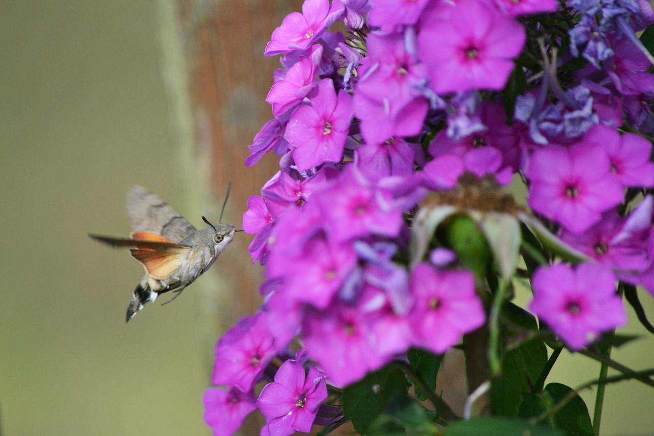 insect flower nature free photo