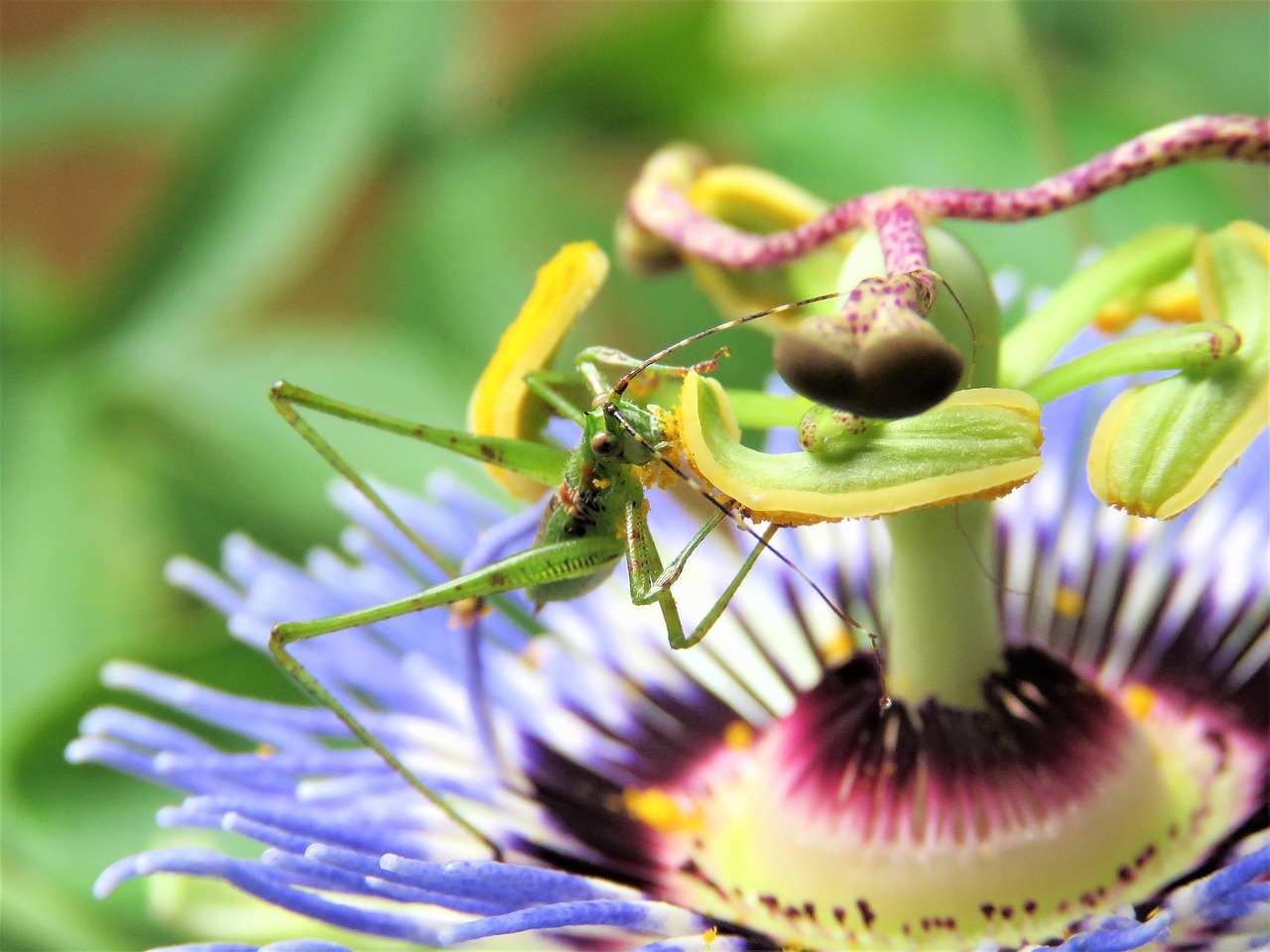 insect grasshopper passion flower bloom free photo