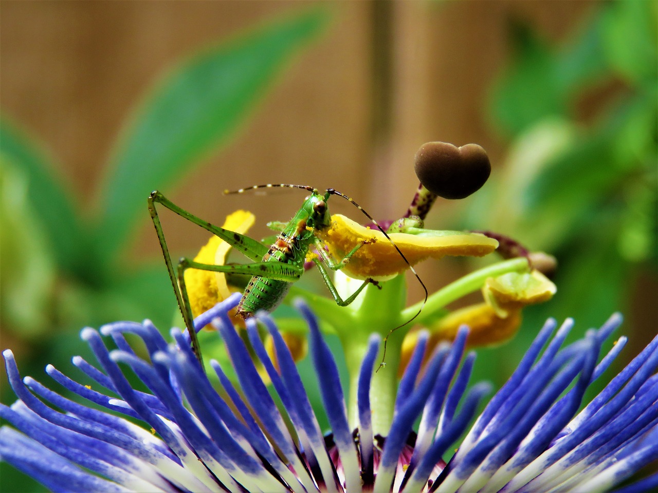 insect grasshopper feeding free photo