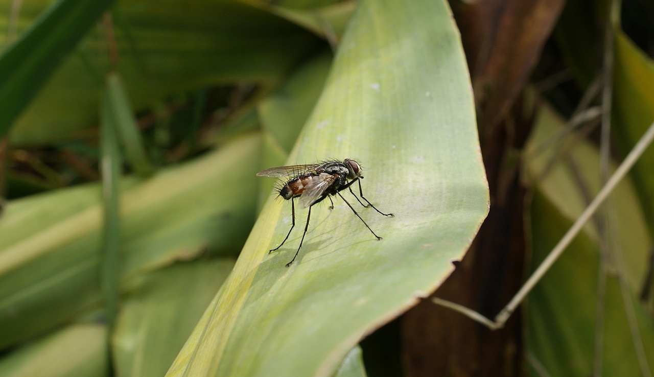 insect fly nature macro free photo