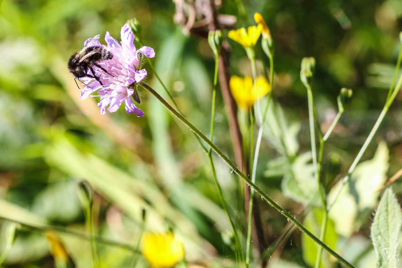 insect nature flower free photo