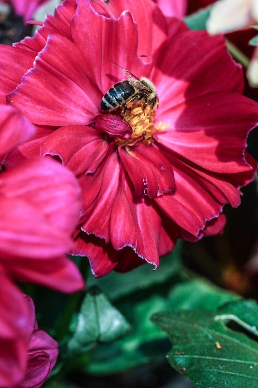 insect flower nature free photo