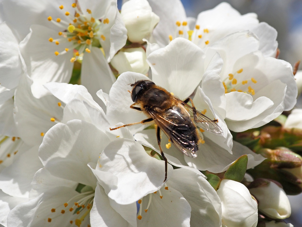 insect nature macro free photo