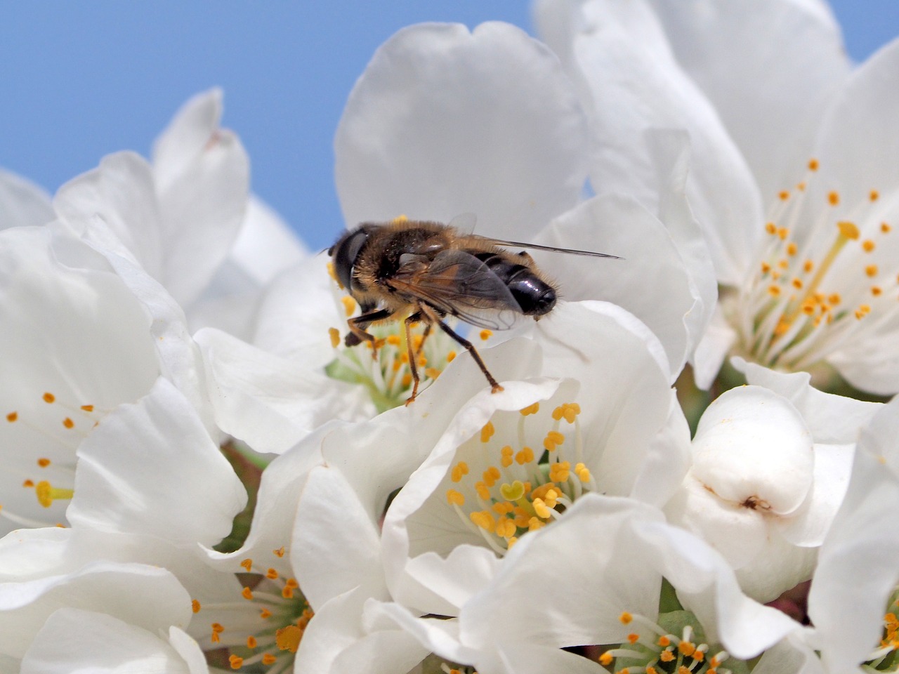 insect flowers macro free photo