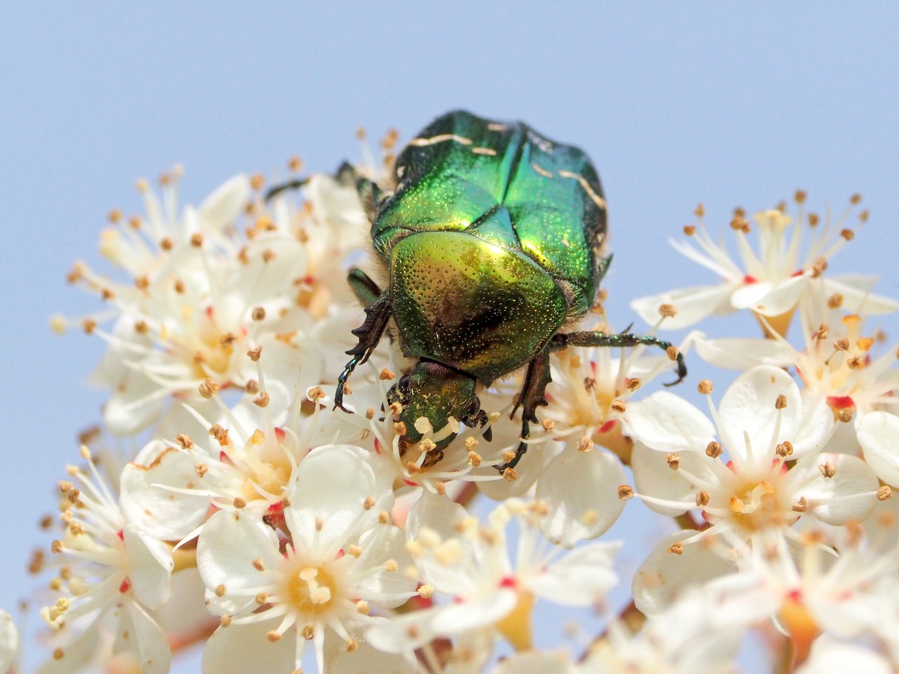 insect flowers macro free photo