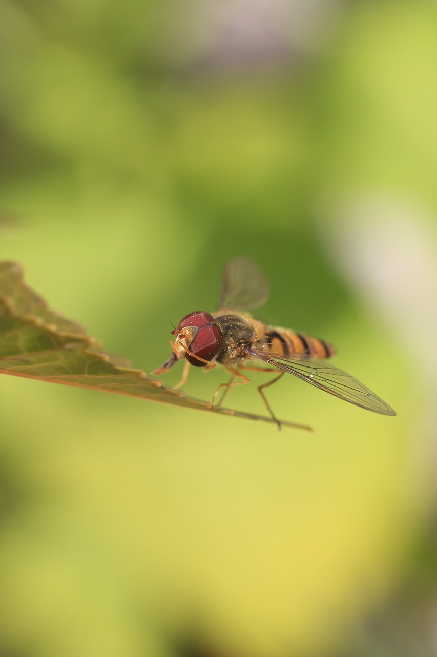 insect wasp summer free photo