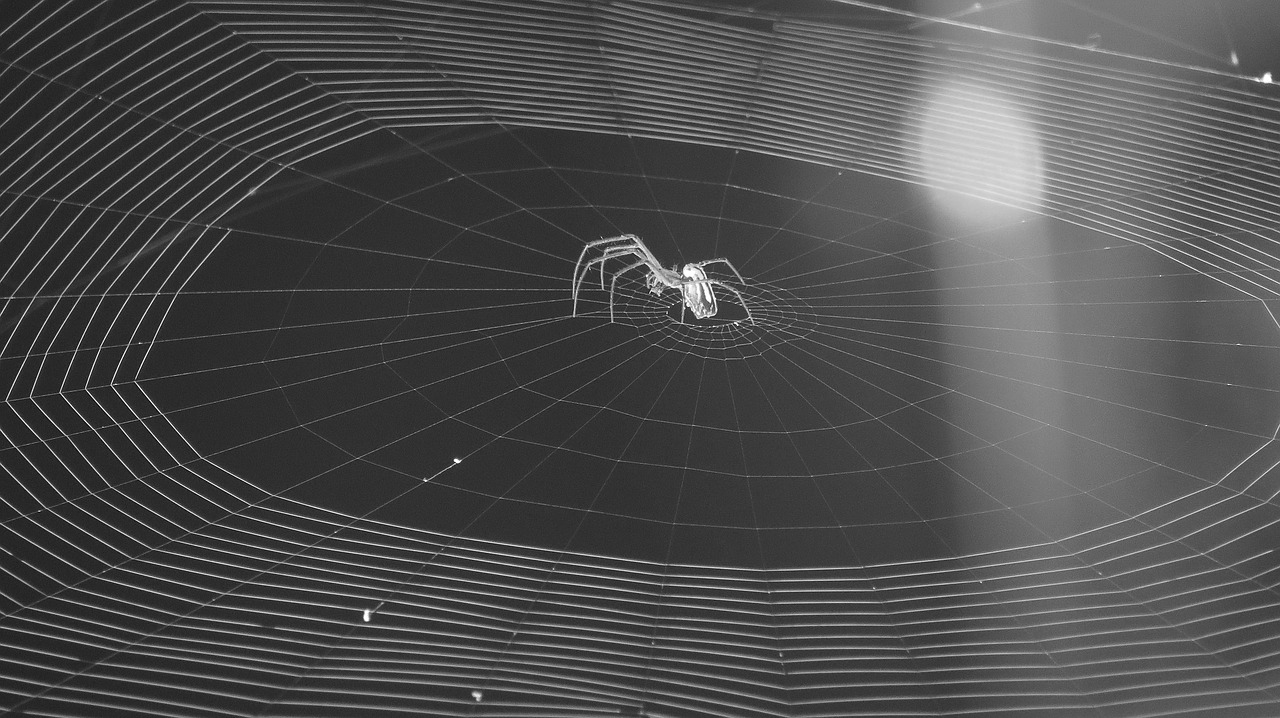 insect web arachnid free photo