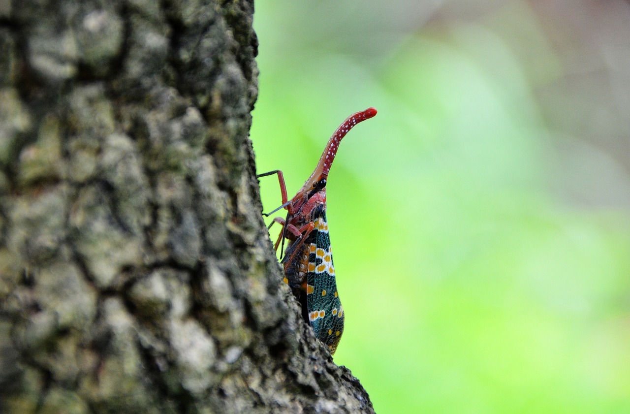 insect weevil the tree on the bugs free photo
