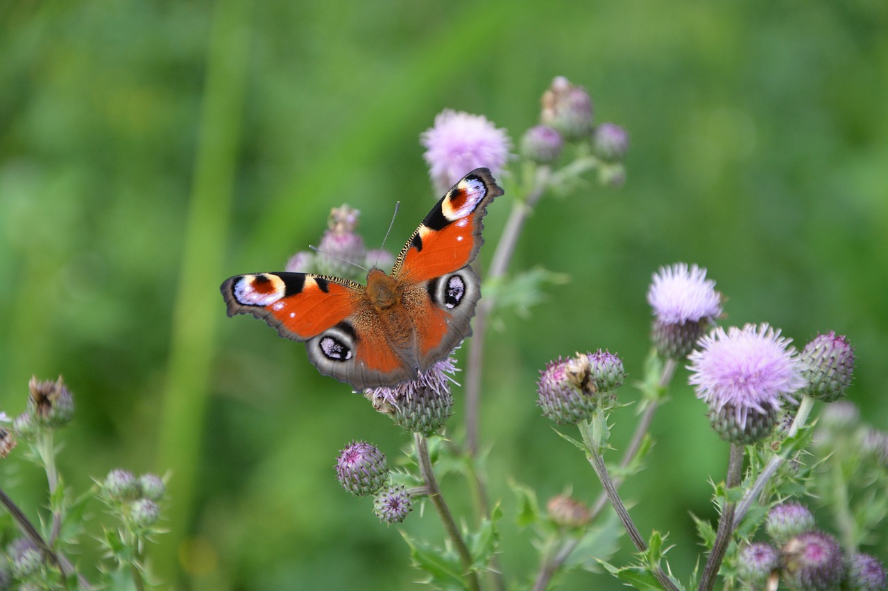 insect butterfly wings free photo