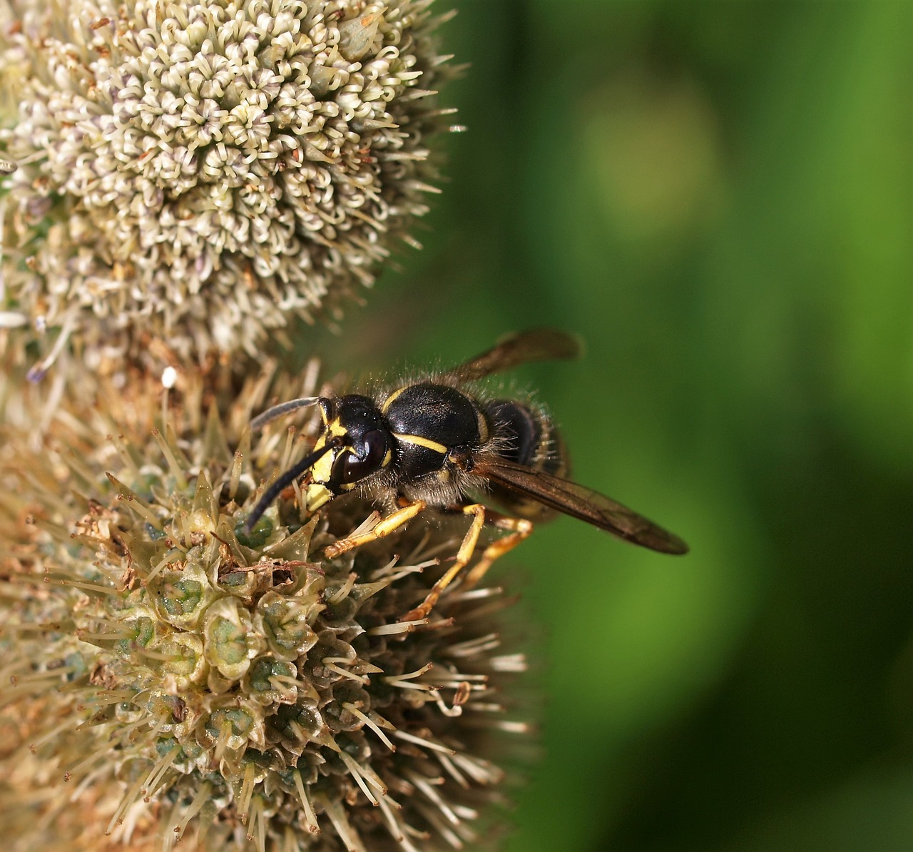 insect nature wasp free photo