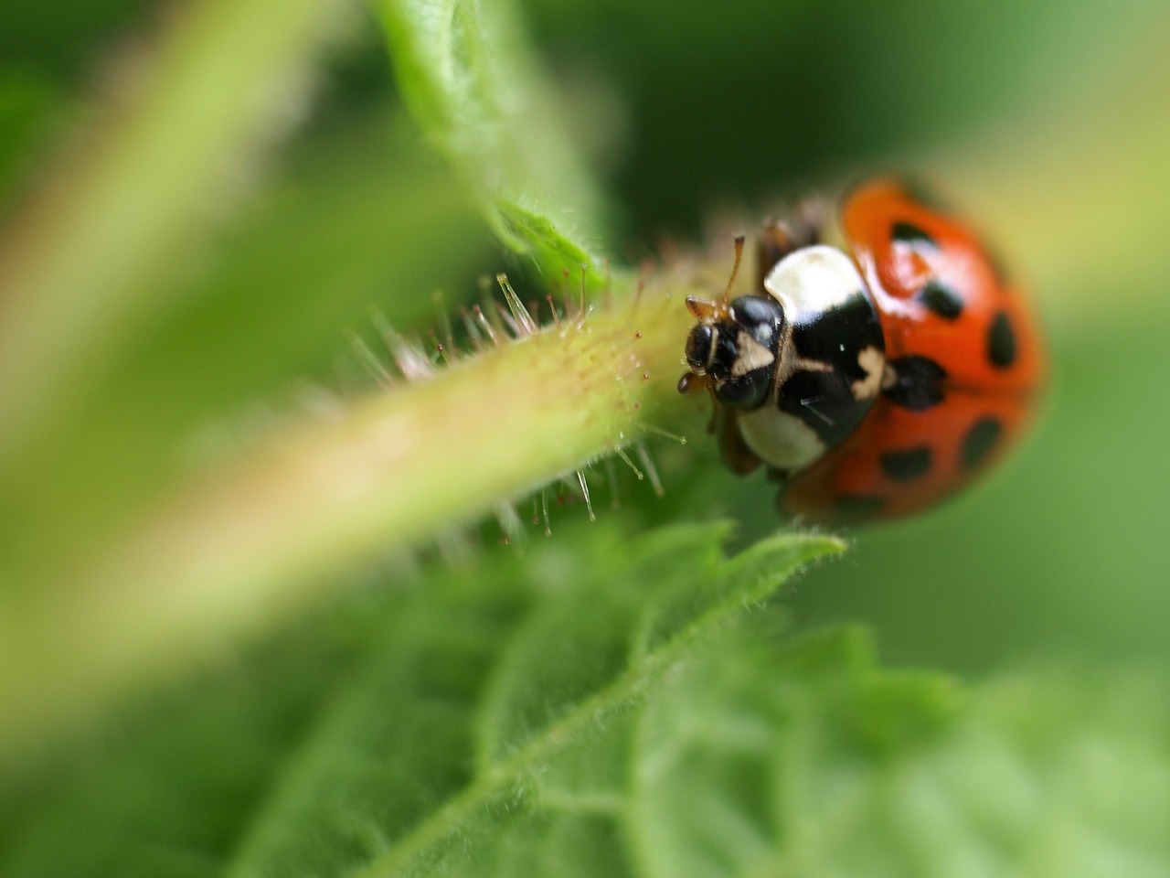 insect nature ladybird free photo