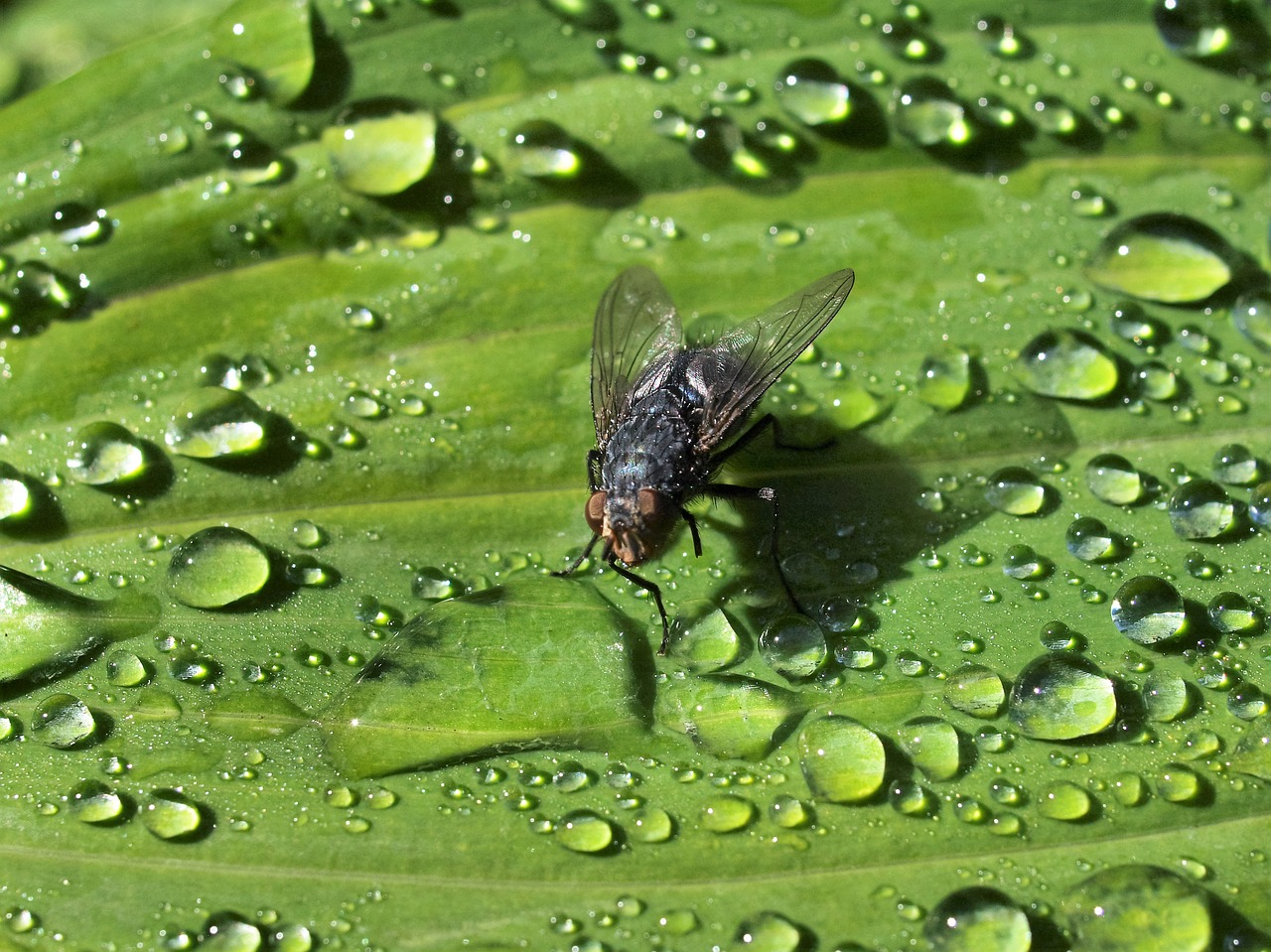 insect nature fly free photo