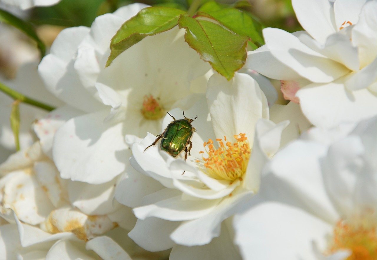 insect coléoptére nature free photo